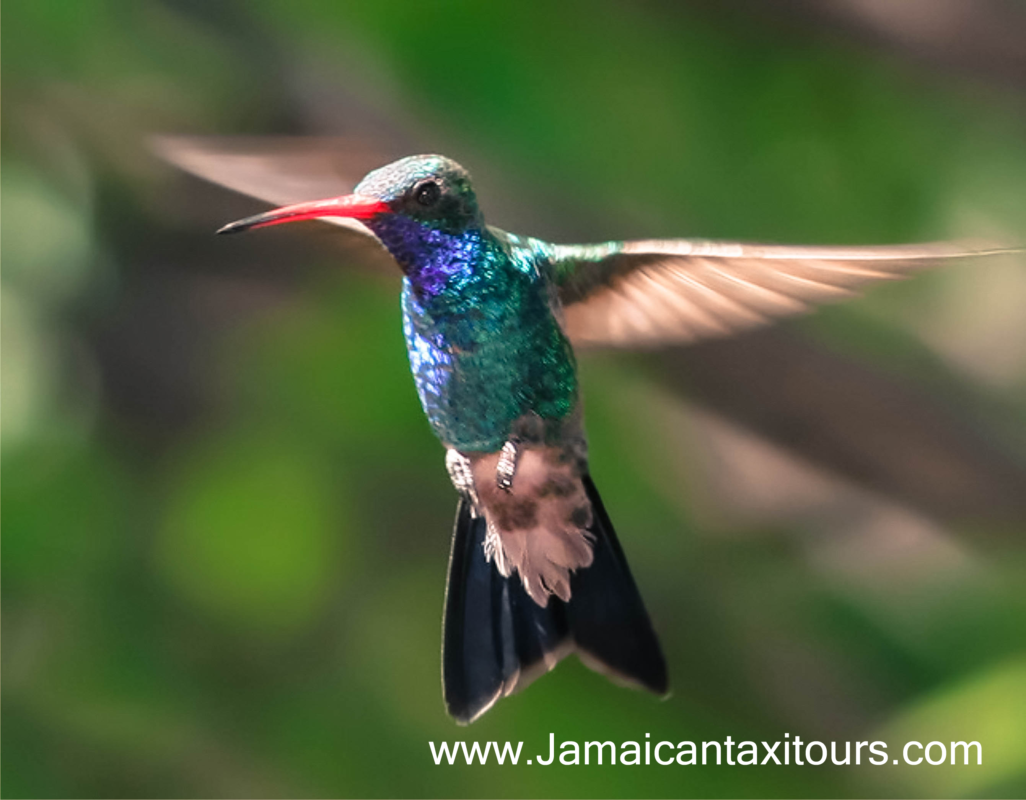 Juta Tours Taxi- TaxiOhh Excursions Private Tours